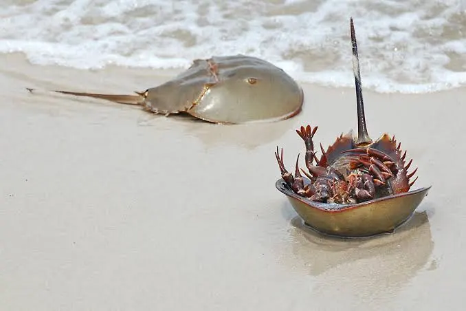 Darah Kepiting Tapal Kuda Berwarna Biru Bikin Heboh, Harganya Capai 200 jt per Liter images