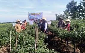 Pemkot Tangerang Panen Cabai dan Bawang dari Program Urban Farming