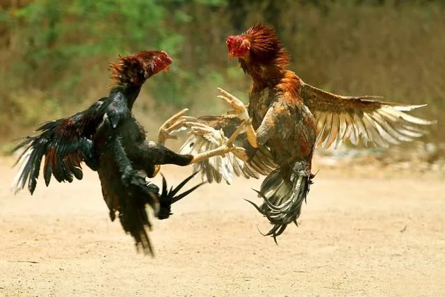 Dugaan Aliran Uang Judi Sabung Ayam ke Anggota Polisi dan TNI di Lampung Terungkap