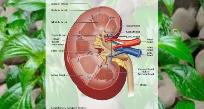 Mengurai Hubungan Diabetes, Kencing Berbusa, dan Solusi Herbal: Menjaga Ginjal Lewat Alam