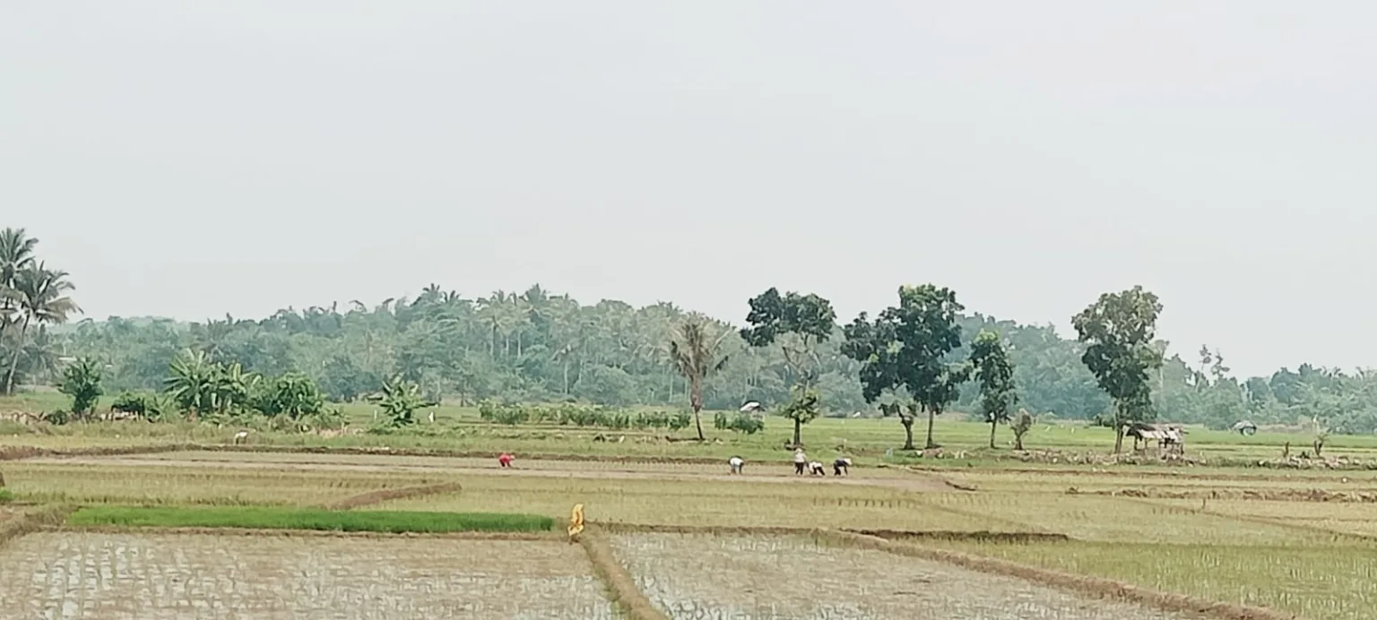 Lebak Targetkan Lebih 150 Ribu Hektar LTT, Lebak Bisa Surplus Pangan