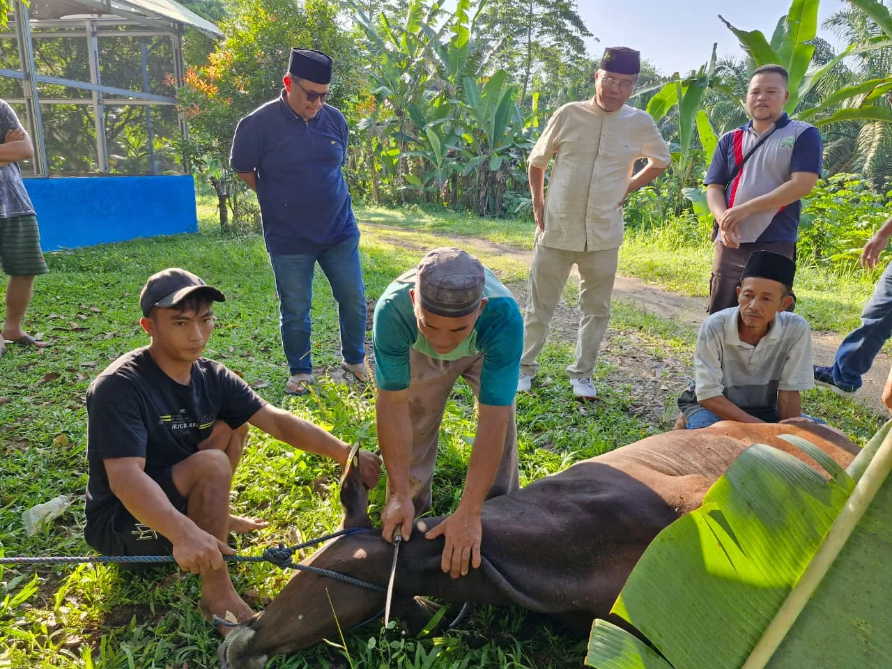 UNMA Gelar Kurban Idul Adha, Sembelih 2 Sapi dan 3 Kambing, Perkuat Nilai Kepedulian