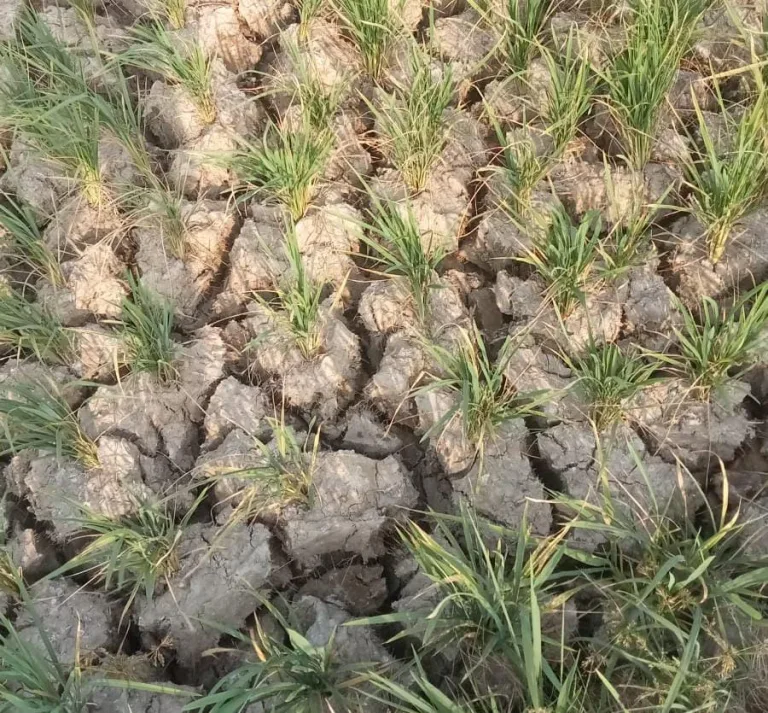 Kekeringan Melanda Sawah, Petani Cikeusik Kritik Keras Kinerja UPTD DAS Ciliman-Cisawarna