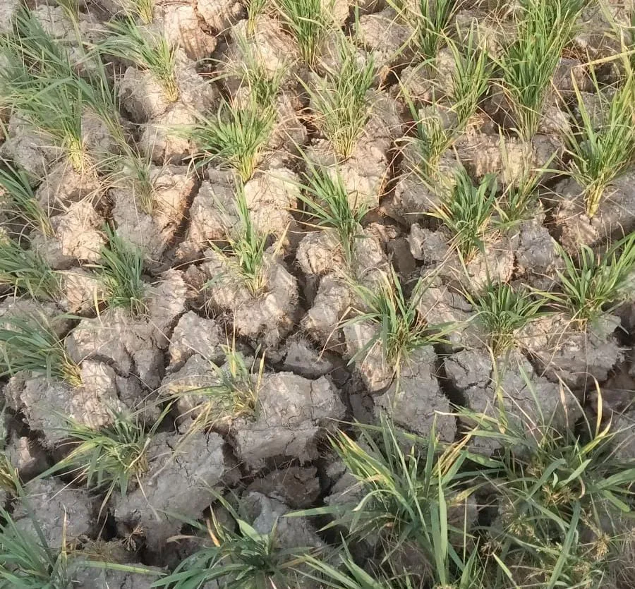 Kekeringan Melanda Sawah, Petani Cikeusik Kritik Keras Kinerja UPTD DAS Ciliman-Cisawarna