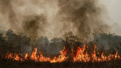 Kapolri Ungkap 13 Korporasi Jadi Tersangka Karhutla, 22 Perusahaan Terafiliasi Asing Diselidiki