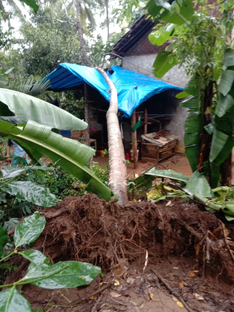 Angin Kencang Meniupi Desa Bolang, Malingping Lebak, 2 Rumah Roboh Tertimpa Pohon