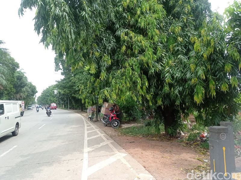 Wadaw, di RTH Tubagus Angke Banyak Kondom Berserakan